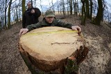 Nie ma litości dla drzew. Nawet na obszarze Natura 2000 [ZDJĘCIA, WIDEO]