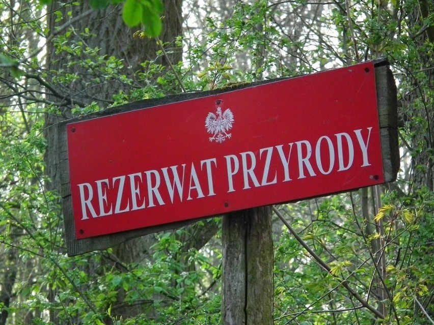 Poznań: Specjaliści poszukają lekarstwa dla Rezerwatu...