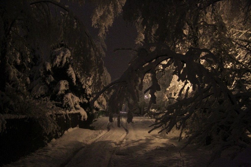 Atak zimy w Świętokrzyskiem. Drzewa się łamią, 200 interwencji 