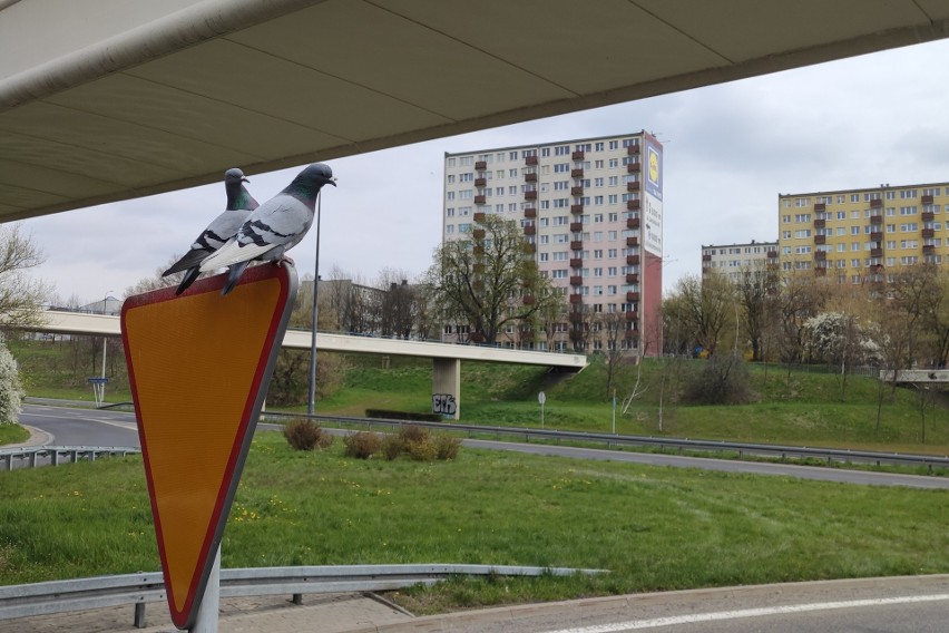 Lublin oczami rowerzysty. Lubelskie ścieżki rowerowe są pełne niespodzianek! Zobacz zdjęcia