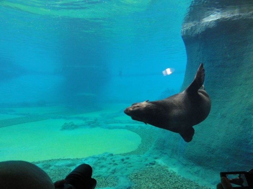 Wrocław: Afrykarium w zoo częściowo otwarte. Pingwiny i kotiki w nowym basenie (FILM, ZDJĘCIA)