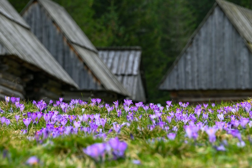 Krokusy w Tatrach to co roku wielka atrakcja dla turystów