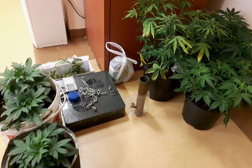 Nielegalna produkcja narkotykowych roślin pod Włoszczową 