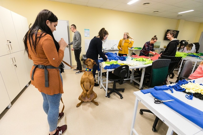 Szczecin. Studenci kynologii ZUT robią maty węchowe dla psów [ZDJĘCIA]