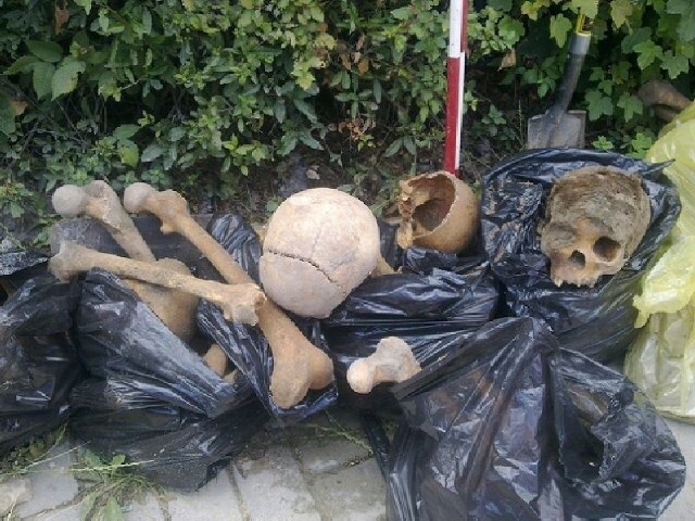 Podczas prac przy budowie kanalizacji w Jędrzejowie natrafiono na ludzkie kości. Większość z nich pochodzi z średniowiecza, ale znaleziono również młodsze groby. Ta czaszka na przekład miała jeszcze włosy.