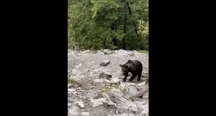 Tatry. Turysta stanął "oko w oko" z niedźwiedziem i... zachował spokój. Efekt? Nagrał świetny FILM 