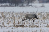 Przyleciały żurawie. Czy widok żurawi w Polsce stanie się tak zwyczajny jak widok bociana?