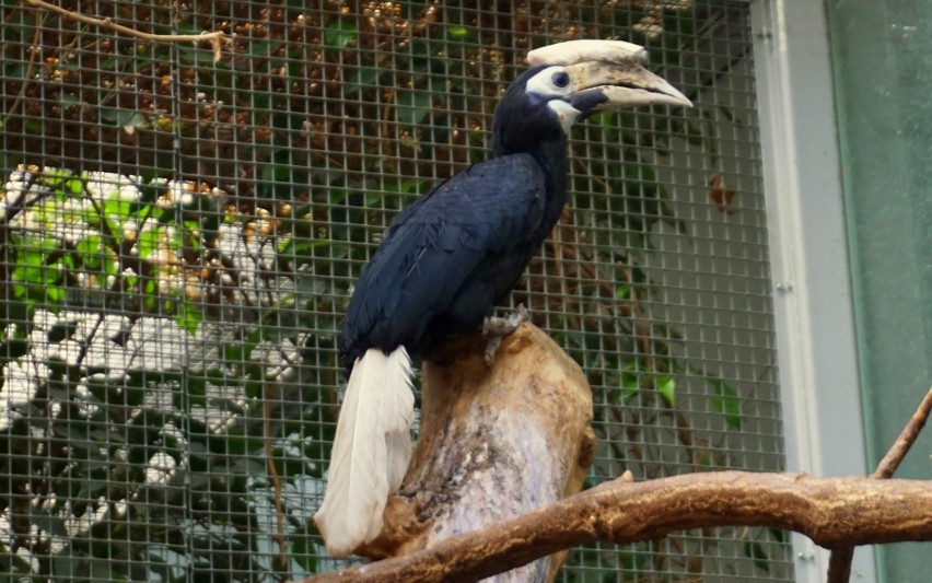 We wrocławskim zoo narodził się dzioborożec palawański! To jeden z najrzadszych ptaków [ZDJĘCIA]