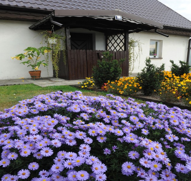 Gdy chcemy mieć w ogrodzie czy na balkonie takie piękne fioletowe śląskie jadwiżki, to trzeba je teraz w maju wysiać do doniczek