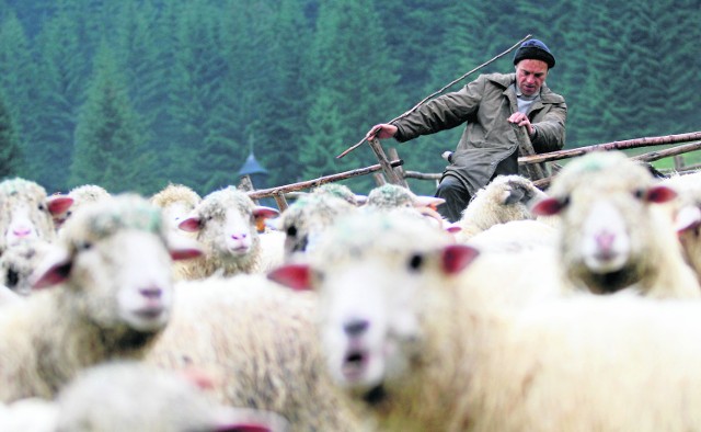 Owce doskonale nadają się do odchwaszczenia górskich hal. Sprawdziły się w Węgierskiej Górce