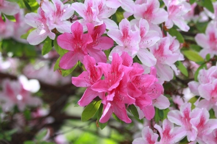 Azalie, jako najbliższe krewniaczki rododendronów, są dla...