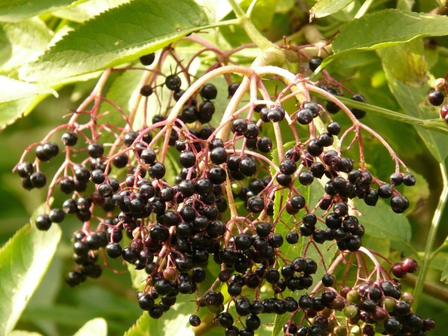 Syrop z owoców czarnego bzu jest nie tylko pyszny, ale też bardzo zdrowy.