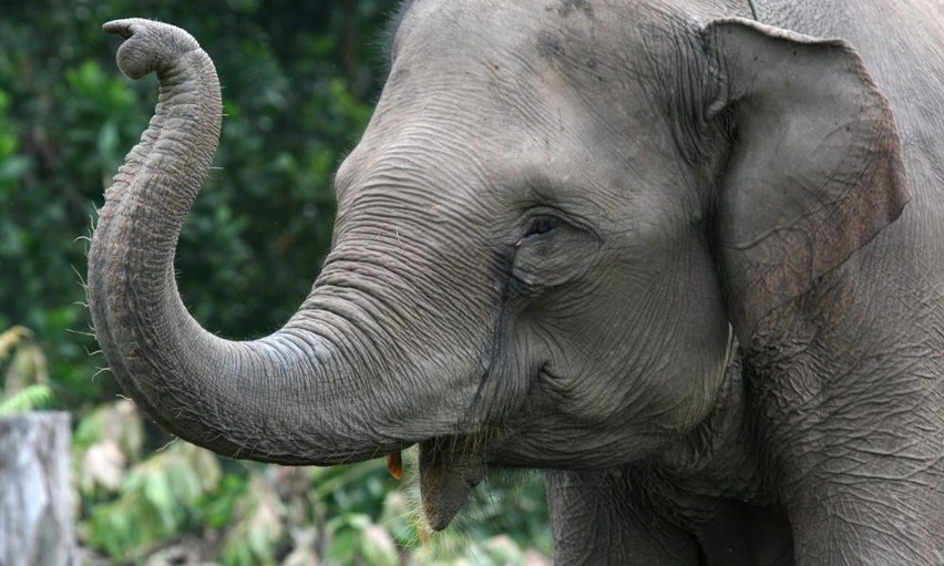 Słoń sumatrzański...