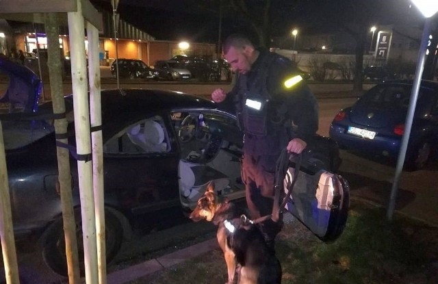 Po pościgu policjanci zatrzymali kierowcę i pasażerów mercedesa, który nie zatrzymał się do kontroli. W samochodzie były cztery osoby dorosłe oraz dzieci w wieku 9 i 6 miesięcy, przewożone bez zabezpieczeń. Policjanci musieli wybić szyby w pojeździe, aby uniemożliwić dalszą jazdę. Kierowca i wszyscy dorośli pasażerowie byli pod wpływem narkotyków.Policjanci z Legnicy, którzy pełnili 24 stycznia służbę w Głogowie, zauważyli na jednej z ulic mercedesa, który nie posiadał tablic rejestracyjnych.- Kierowca auta zareagował przyspieszeniem i ucieczką na podawane przez policjantów sygnały do zatrzymania się. W trakcie jazdy kierowca tracił panowanie nad samochodem. Przekraczał prędkość i łamał przepisy, a na jednym ze skrzyżowań tylko ucieczka pieszego z przejścia zapobiegła jego potrąceniu - informuje podinsp. Bogdan Kaleta, oficer prasowy Komendanta Powiatowego Policji w Głogowie.Policjanci zablokowali samochód i uniemożliwili mu dalszą jazdę. Kiedy chcieli otworzyć drzwi mercedesa, kierowca zablokował je i nie reagował na wezwanie do otwarcia. Policjanci wybili szyby w samochodzie. Kierowcą okazał się znany policjantom 21-letni mieszkaniec Głogowa. Zachowanie kierowcy i pasażerów wskazywało na to, że wszyscy znajdują się pod wpływem narkotyków. Potwierdziły to badania testerem narkotykowym.Wszyscy zostali zatrzymani i usłyszeli zarzuty narażenia dzieci na niebezpieczeństwo utraty życia albo ciężkiego uszczerbku na zdrowiu. Grozi za to kara do 5 lat pozbawienia wolności.21-letni kierowca mercedesa usłyszał dodatkowo zarzuty kierowania pojazdem pod wpływem narkotyków, nie zatrzymania się do policyjnej kontroli, udzielania narkotyków innym osobom. Grozi mu do 5 lat pozbawienia wolności. Odpowie również za liczne wykroczenia drogowe, których dopuścił się w trakcie ucieczki.Zobacz również: KRYMINALNY CZWARTEK - 25.01.2017 - Pościg za naćpanym kierowcą. 25-latek miał przy sobie narkotyki. Jechał skrajnie niebezpiecznie