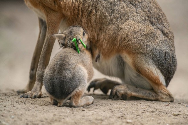 We wrocławskim zoo przyszły na świat mary patagońskie