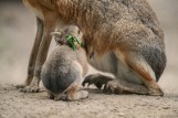 Królik czy kapibara? Cztery mary patagońskie urodziły się we wrocławskim zoo