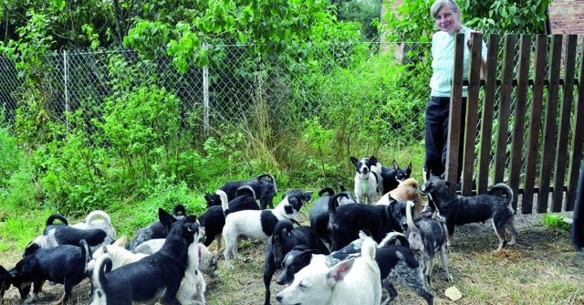 Jadwidze Bierzyńskiej trudno jest wykarmić setkę zwierząt. Ponieważ ostatnio podupadła na zdrowiu, kłopoty sprawia jej też codzienna opieka nad psami.