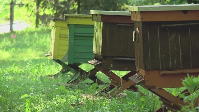 Z roku na rok jest coraz mniej pszczół.