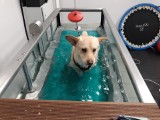 Fizjoterapia zwierząt na Śląsku. Zobacz jak pies trenuje na bieżni wodnej. ZDJĘCIA. WIDEO