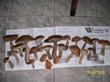 Lasy pełen grzybów! Kolejne zdjęcia od Czytelnika