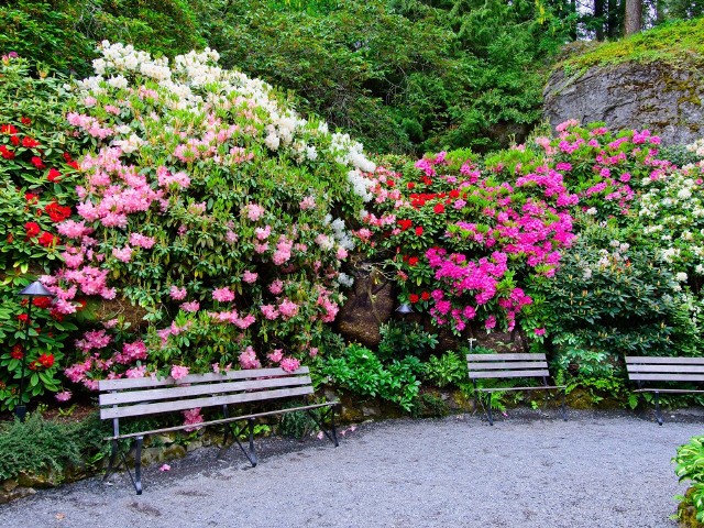 Wspaniałe kolekcje rododendronów są ozdobą wielu parków, ogrodów botanicznych i arboretów w Europie