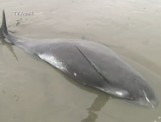 Japończycy walczą o życie delfinów, które morze wyrzuciło na brzeg