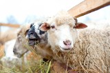 Czy hodowanie owiec w Polsce się opłaca? Sprawdzamy, od czego zacząć. Na takie dopłaty mogą liczyć hodowcy owiec w 2024 roku