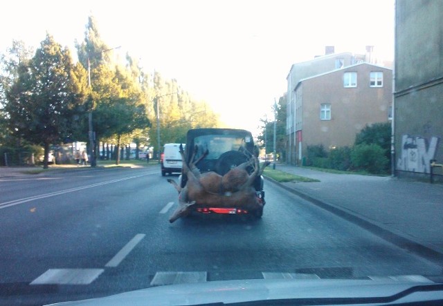 Dwie sarny uwiązane do bagażnika terenowego auta na ulicy Szczecińskiej w Słupsku sfotografował nasz czytelnik. Pyta czy można przewozić upolowaną zwierzynę w ten sposób?