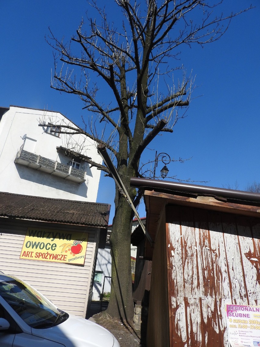 Wadowice. Te drzewa to tykająca bomba? Są pod ochroną