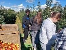 Jabłkobranie w sadach sandomierskiego "Rolnika". Do łask wracają tradycyjne odmiany jabłoni. Zobaczcie zdjęcia