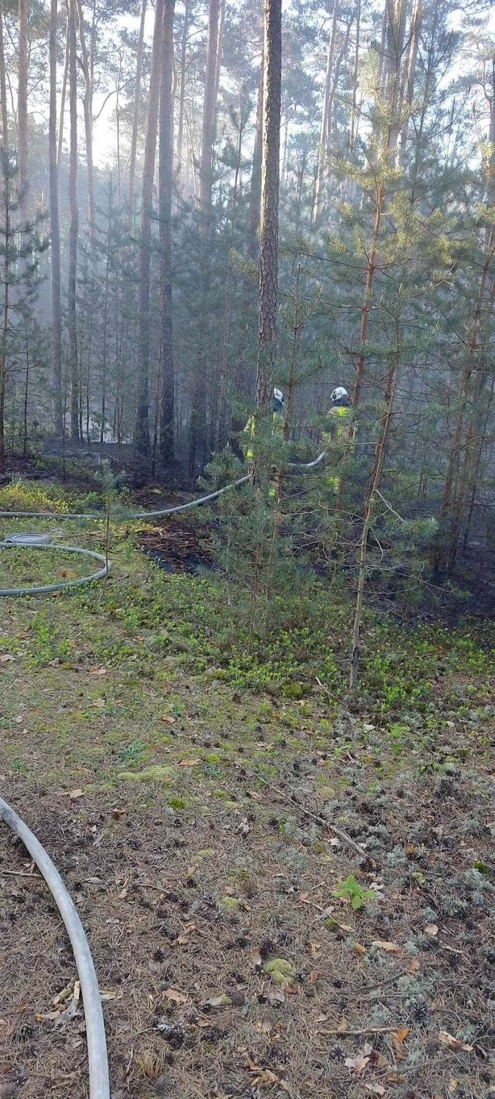 Strażacy godzinami walczyli z pożarem lasu w gminie Stąporków. Czy to podpalenie? Zobacz zdjęcia