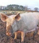 Świniobicie przeżywa renesans w przygranicznych miejscowościach Opolszczyzny. Mięso kupują Czesi