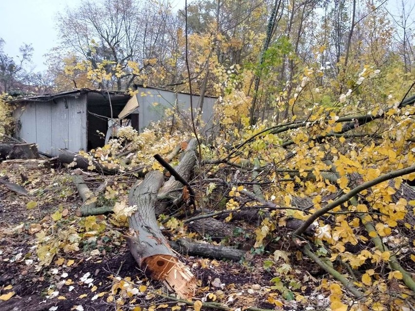 Klub Przyrodników Koło Poznańskie poinformował, że w parku...