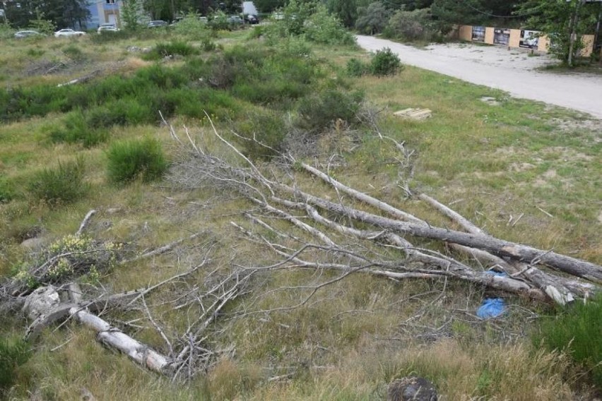 Sprawa wycinki drzew w Łebie nadal nierozstrzygnięta. Biegły nie stawił się na rozprawę