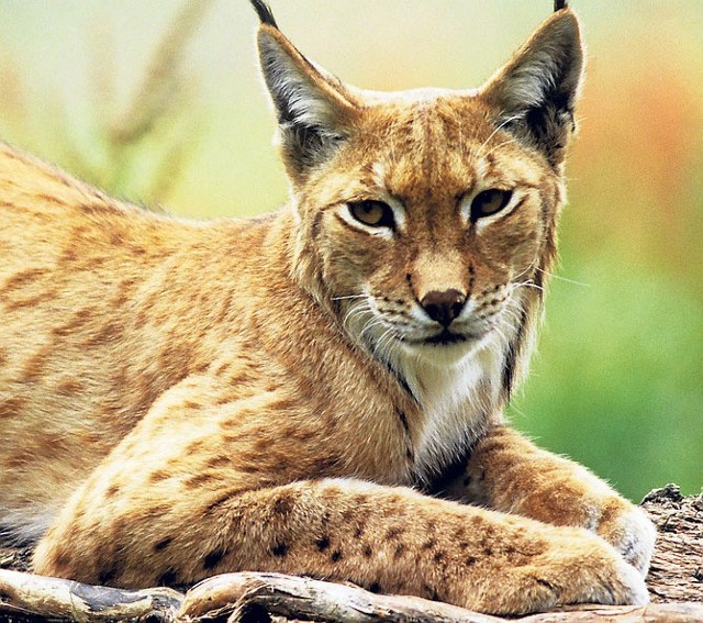 Symbolem WWF są zagrożone gatunki zwierząt - w Polsce to głównie rysie i wilki