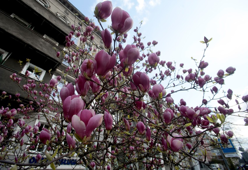 Szczecińskie magnolie rozkwitają! Zobacz też świeże pąki owocowych drzewek [ZDJĘCIA]                              