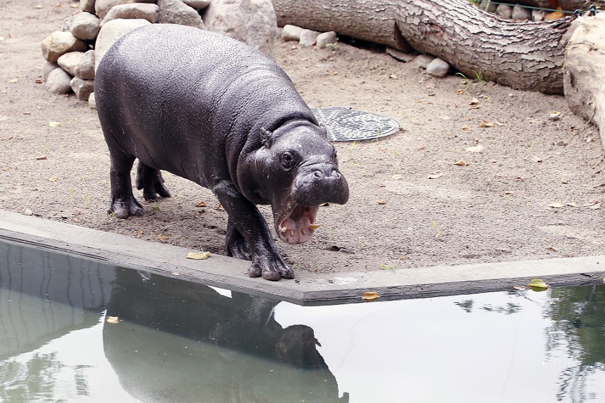 Jabari, młody hipopotam, zamieszakł w łódzkim zoo 