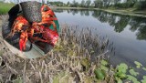 W stawie Dąbskim w Krakowie trwa odłów raków luizjańskich. Zagrażają naszym rodzimym gatunkom