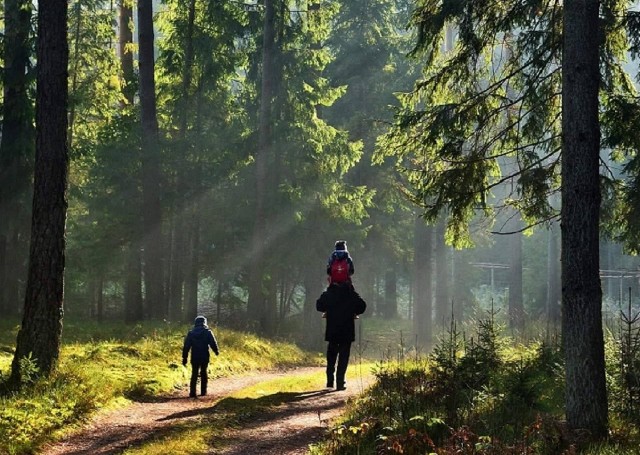 Znacznie więcej Polaków odwiedza lasy. Leśnicy apelują, by nie tworzyć przy okazji wypraw do lasu skupisk ludzi, które mogą stanowić zagrożenie epidemiologiczne