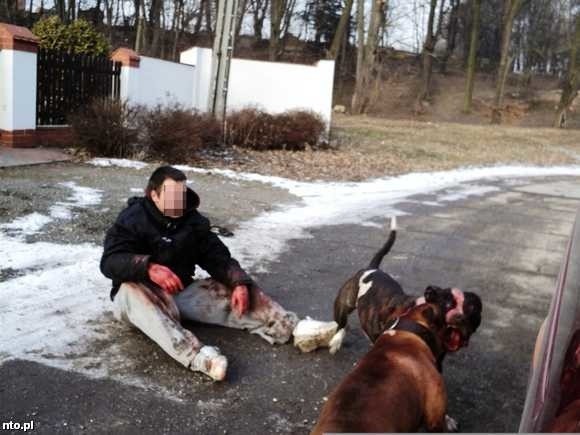 Krwawiące psy i pokąsanego właściciela jednego z nich zastali na miejscu zdarzenia strażnicy z Nysy.