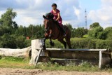 Otrute konie w Niestępowie. Dlaczego sprawca zemścił się na zwierzętach?