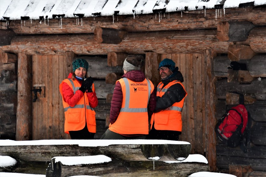 Krokusy i patrole krokusowe w Dolinie Chochołowskiej