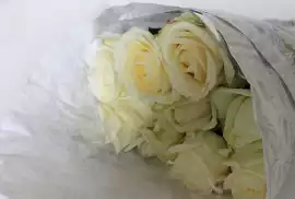 Biała róża – dla kogo i kiedy warto ją kupić? Co symbolizują białe róże? |  Głos Wielkopolski