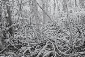 Spacer po zakazanym lesie – wystawa Tomasza Lazara w TRAFO 