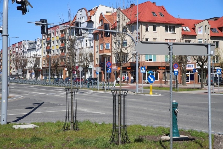 Ełk: Na ul. Wojska Polskiego zostanie posadzonych 53 sztuk nowych drzew. Akcja sadzenia drzew w centrum miasta zbliża się do końca (zdjęcia)