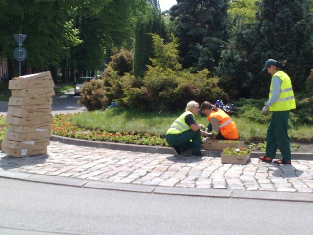 Prace nasadzeniowe na rondzie koło kościoła Mariackiego.