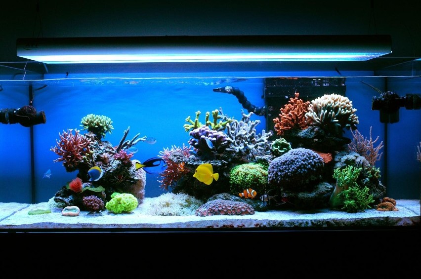 Luksusowo wygląda akwarium z rafą koralową. Ten piękny...