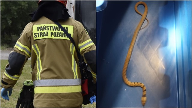 Wąż został schwytany przez strażaków. Jest to prawdopodobnie egzotyczny gatunek gada, niewystępujący w Polsce.