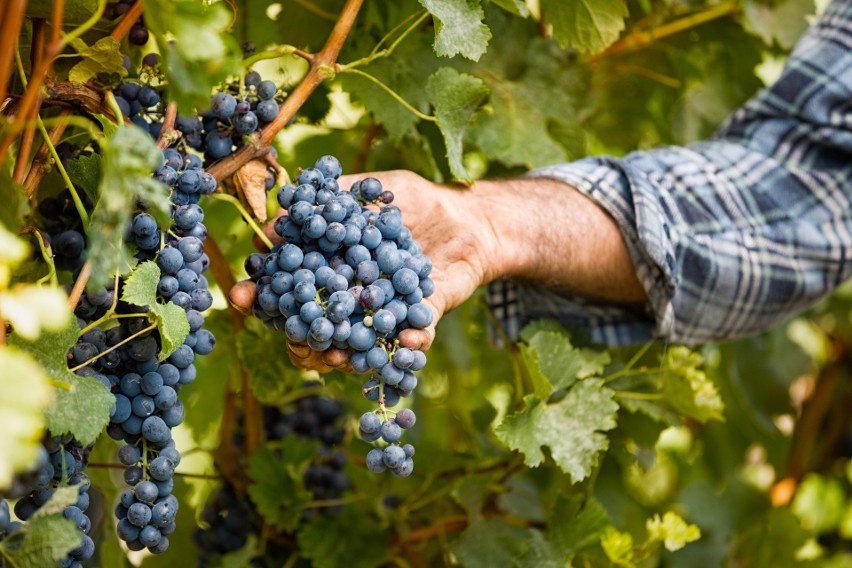 W polskich warunkach uprawa winorośli jest dość wymagająca,...