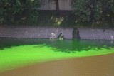Wrocław: Zielona woda w fosie miejskiej. Wypływa spod szpitala. Jest toksyczna?